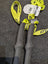 Dynafit Tour Vario 2.0 Aluminum adjustable ski poles backcountry